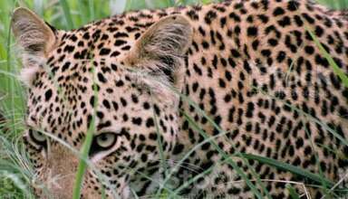 संग्रहित छायाचित्र